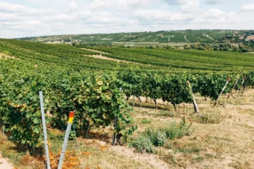 Paso Robles Is No Longer Living in Napa’s Shadow