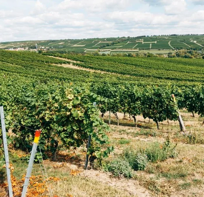 Paso Robles Is No Longer Living in Napa’s Shadow
