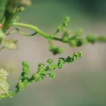 Close-up of ripe Cabernet Sauvignon grapes growing on a vine in a Bordeaux vineyard.