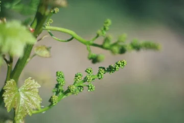 Sébastien Vergne brings precision to Château Léognan