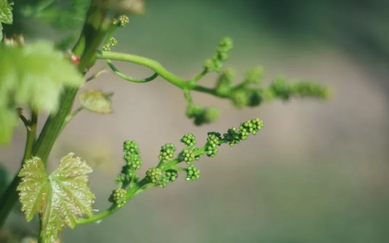 Close-up of ripe Cabernet Sauvignon grapes growing on a vine in a Bordeaux vineyard.