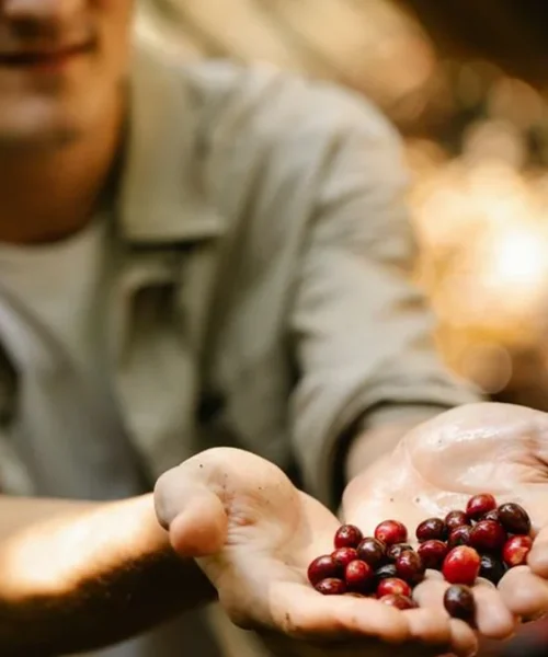 Ugandan Producers Shatter Pricing Records via New Auction Model