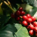 Dark roasted coffee beans surrounded by fresh lychee and papaya slices on a textured surface.