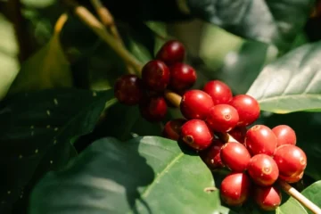 Blue Bottle leans into rare species with new Excelsa releases