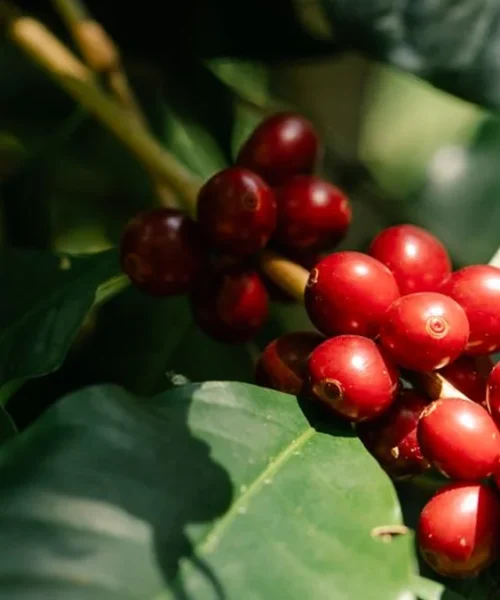 Blue Bottle leans into rare species with new Excelsa releases