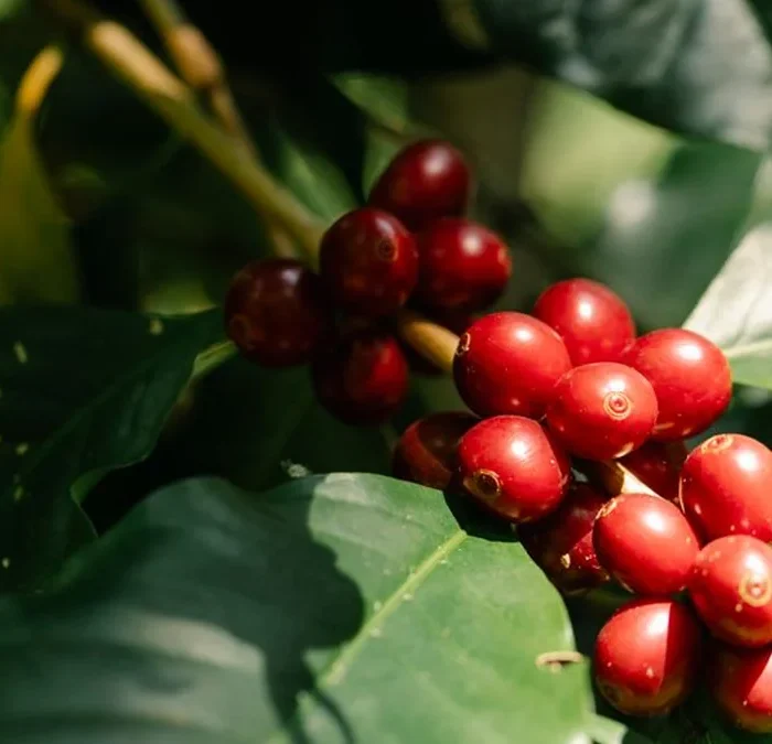 Blue Bottle leans into rare species with new Excelsa releases