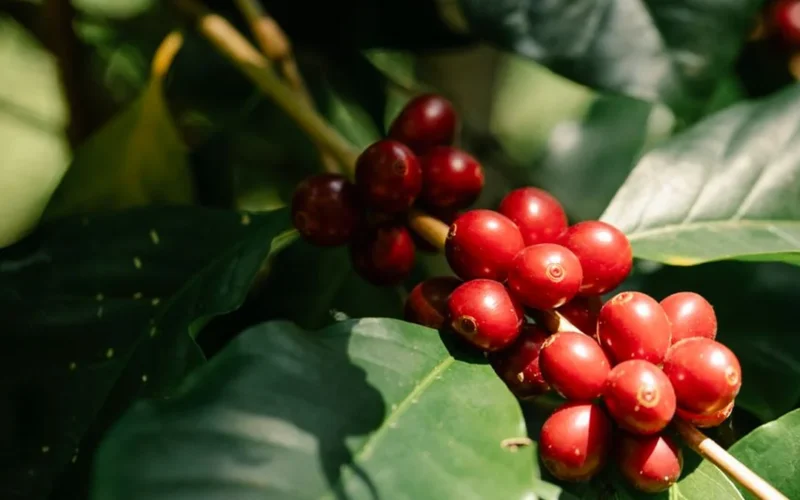 Blue Bottle leans into rare species with new Excelsa releases