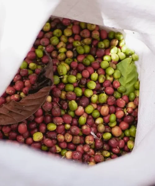 Brazilian Arabica Shipments Hit Six-Year Low Amid Logistical Bottlenecks
