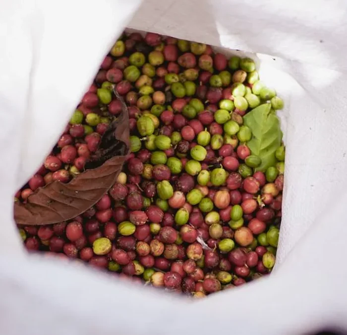 Brazilian Arabica Shipments Hit Six-Year Low Amid Logistical Bottlenecks