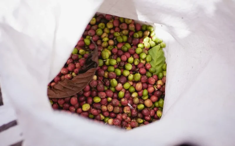 Raw green Arabica coffee beans spilling from a burlap sack on a wooden background.