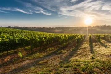 Château Galoupet Claims Grand Master Title at Global Organic Awards