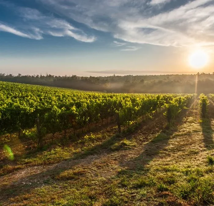 Château Galoupet Claims Grand Master Title at Global Organic Awards