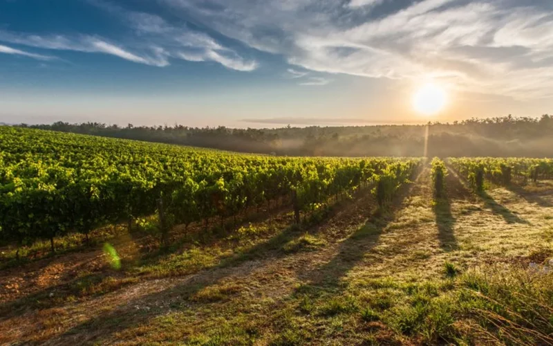 Château Galoupet Claims Grand Master Title at Global Organic Awards