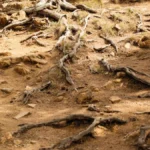 Close up of grapevine roots growing through dry soil in a vineyard landscape.