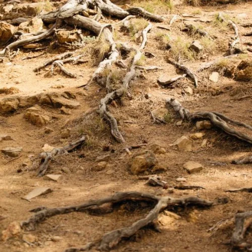 Climate Shifts and Varietal Migrations Define This Week’s Wine News