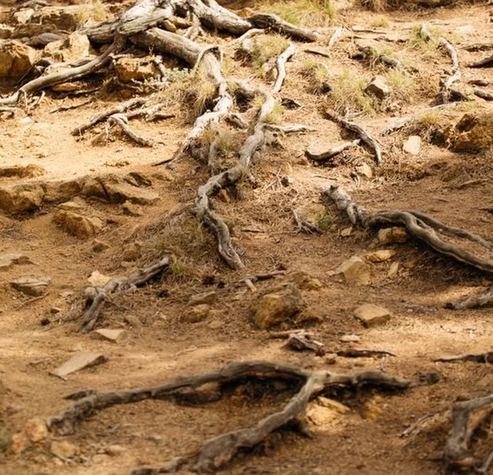 Climate Shifts and Varietal Migrations Define This Week’s Wine News