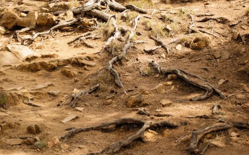 Climate Shifts and Varietal Migrations Define This Week’s Wine News