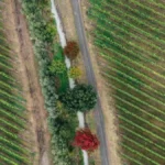 Wine bottle in a sunny vineyard with solar panels installed among the vines.