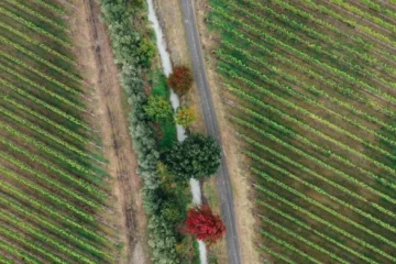 Collective Action Is Reshaping the Carbon Footprint of Wine