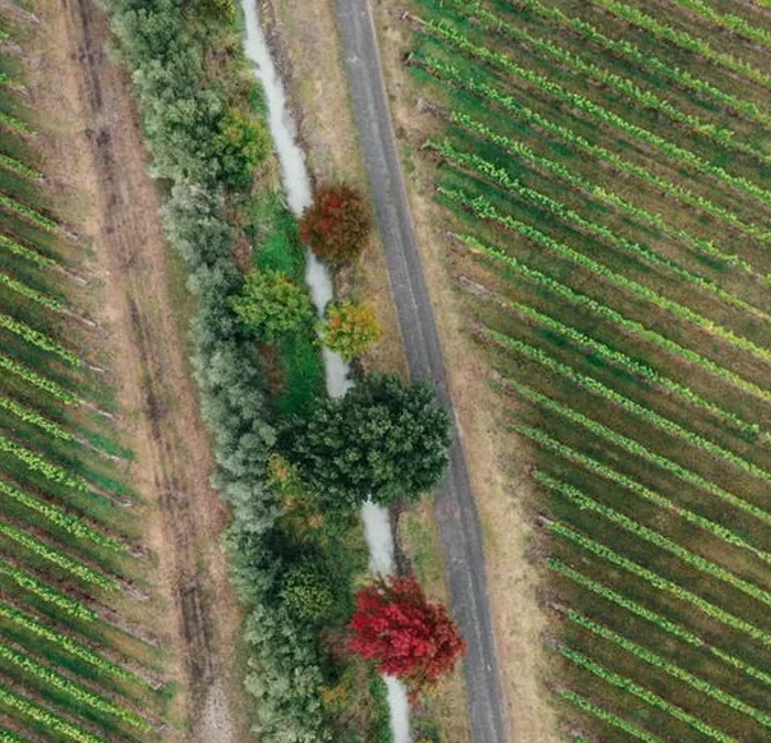 Collective Action Is Reshaping the Carbon Footprint of Wine