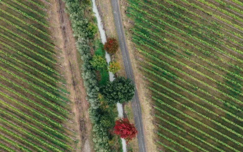 Collective Action Is Reshaping the Carbon Footprint of Wine