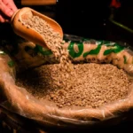 Hands sorting fresh green specialty coffee beans from a burlap sack in bright natural light.