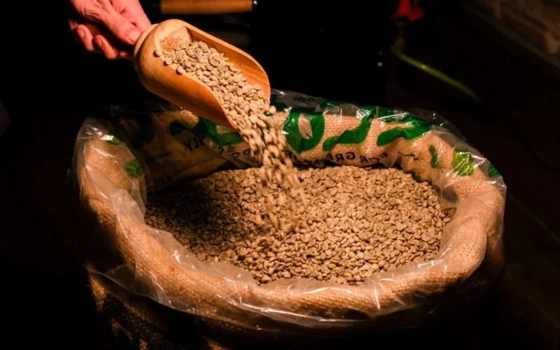 Hands sorting fresh green specialty coffee beans from a burlap sack in bright natural light.