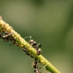 Small ants crawling on ripe red coffee berries growing on a lush green plant branch.