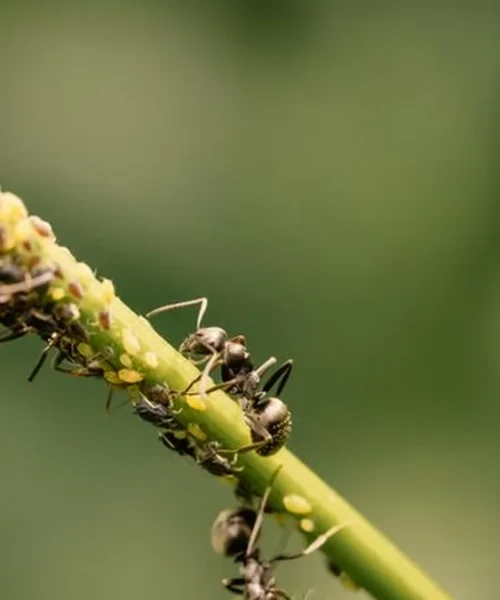 From Ecological Allies to Regulatory Crackdowns in Coffee News