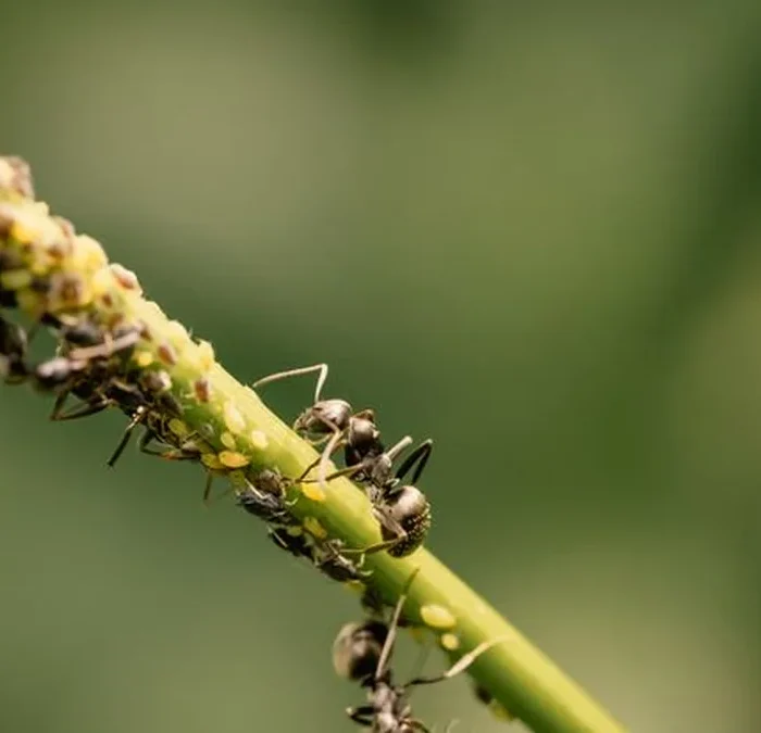 From Ecological Allies to Regulatory Crackdowns in Coffee News