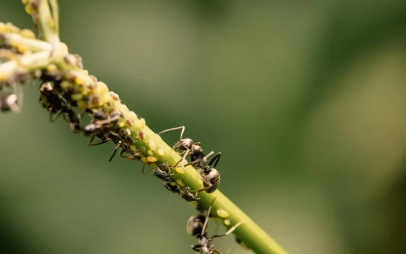 Small ants crawling on ripe red coffee berries growing on a lush green plant branch.