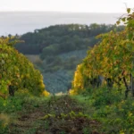A single Chenin Blanc vine standing alone in a Savennières vineyard landscape.