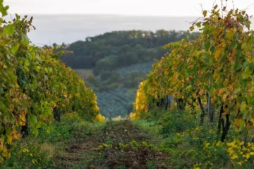 Every Vine Counts in Savennières