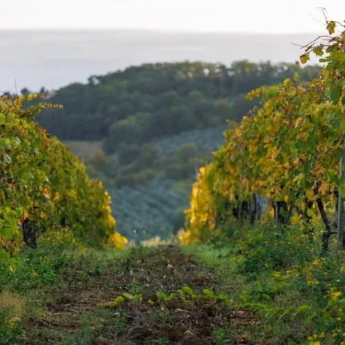 Every Vine Counts in Savennières