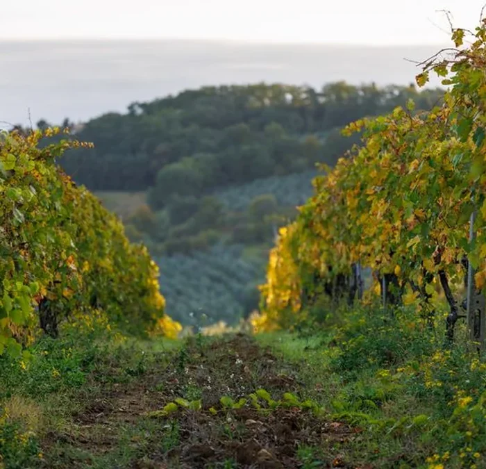 Every Vine Counts in Savennières