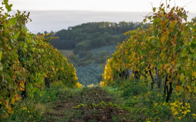 A single Chenin Blanc vine standing alone in a Savennières vineyard landscape.