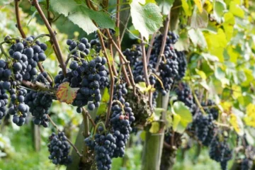 Finding High-End Grenache Without the Rayas Price Tag