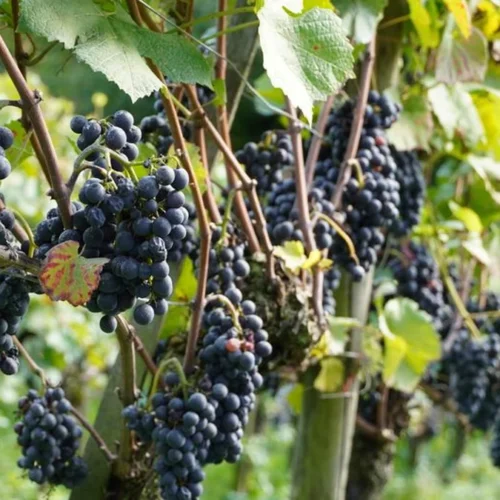 Finding High-End Grenache Without the Rayas Price Tag