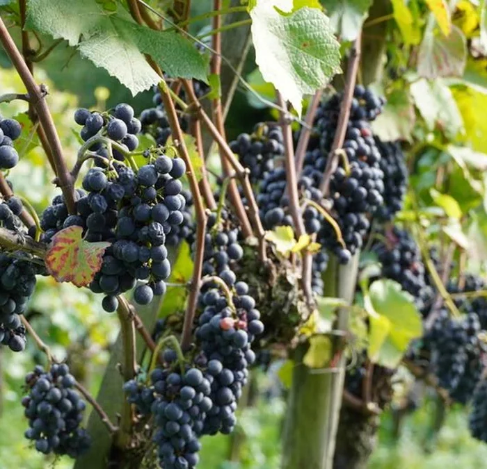 Finding High-End Grenache Without the Rayas Price Tag