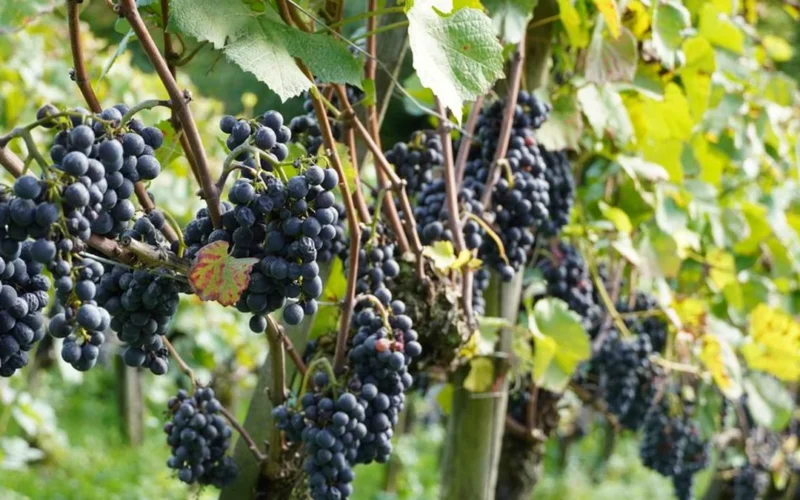 A glass of red wine on a stone ledge overlooking a sunny French vineyard.