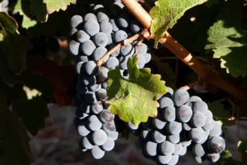 Gabriella Macari secures first Master of Wine title for Long Island