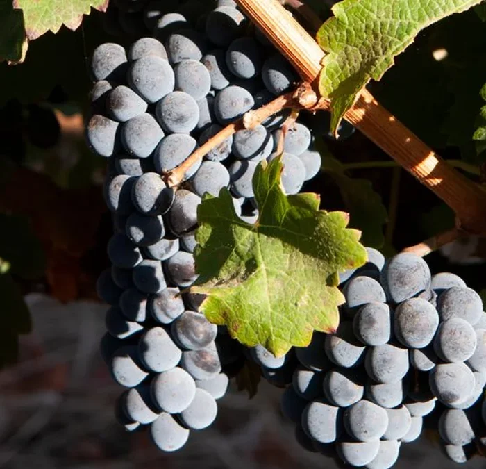 Gabriella Macari secures first Master of Wine title for Long Island