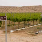 A glass of pale white wine placed near old grapevines in a California vineyard.