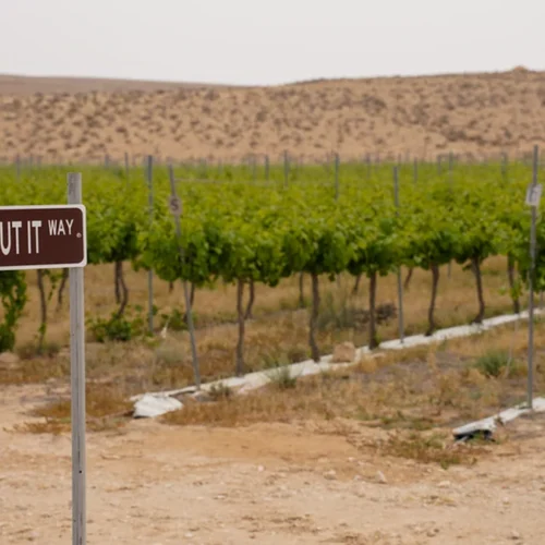 Greg La Follette Is Resurrecting California’s Forgotten French Colombard