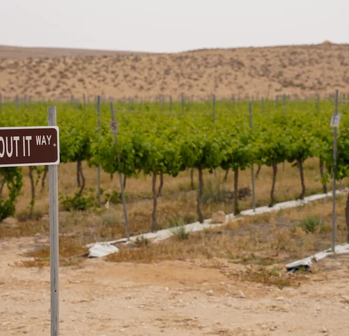 Greg La Follette Is Resurrecting California’s Forgotten French Colombard