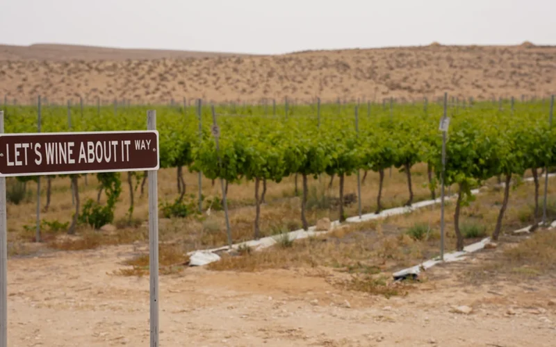 A glass of pale white wine placed near old grapevines in a California vineyard.