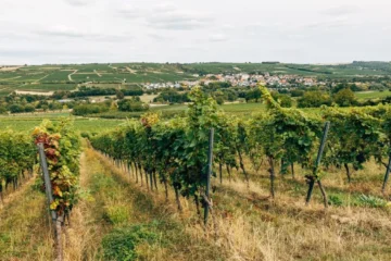 Gualtallary Is Redefining Malbec Through Sub-Regional Precision