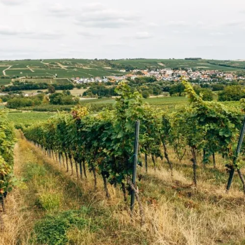 Gualtallary Is Redefining Malbec Through Sub-Regional Precision