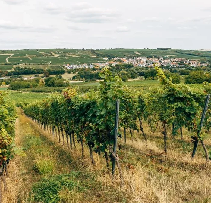 Gualtallary Is Redefining Malbec Through Sub-Regional Precision