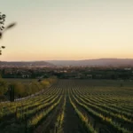 Dark purple hybrid grape clusters growing on a vine in a lush Irish vineyard landscape.